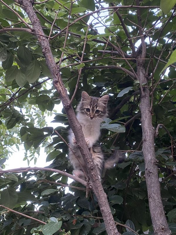 Милый котеночек в добрые руки Милый котеночек в добрые руки