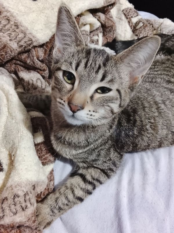 Отдам даром котю Отдам даром котю