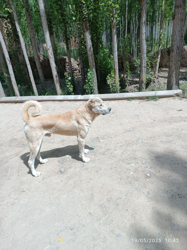 Kangal 1.5 yashar Kangal 1.5 yashar