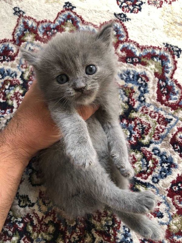 Скоттиш породеш чистый