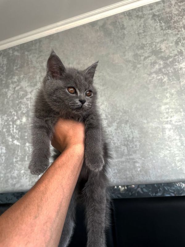 британская короткошертсная кошка британская короткошертсная кошка