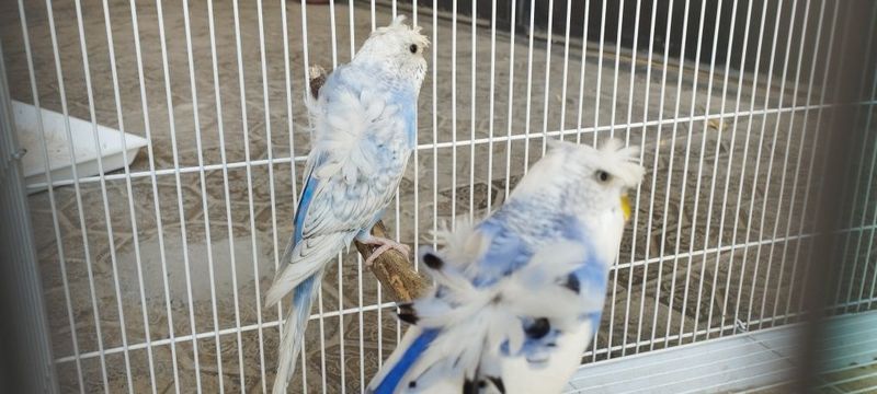 Продаются волнистые бабочки Продаются волнистые бабочки