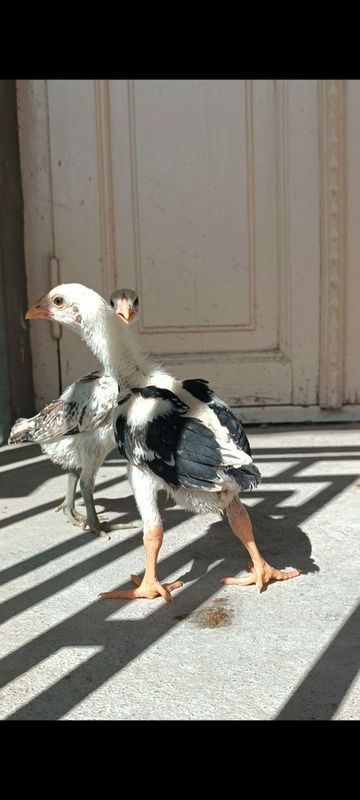 Dakan jojala sotiladi Dakan jojala sotiladi
