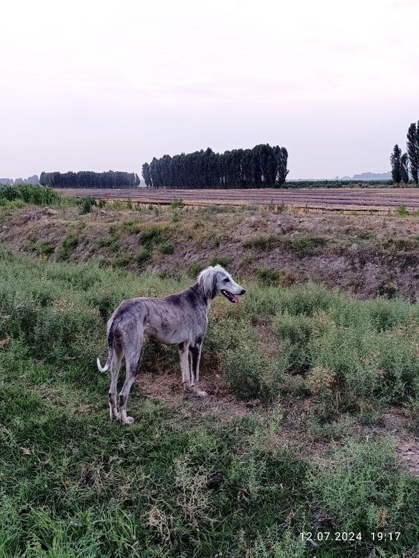 Tozi zotli kuchuk sotiladi