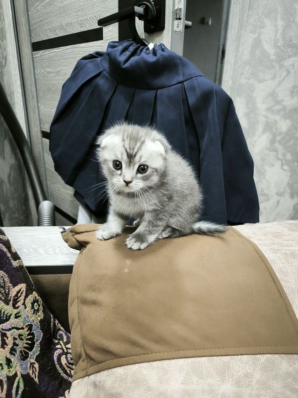 Катята скотишь фолд Катята скотишь фолд