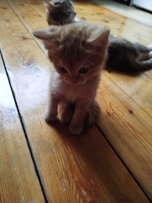 котята милые игривые котята милые игривые