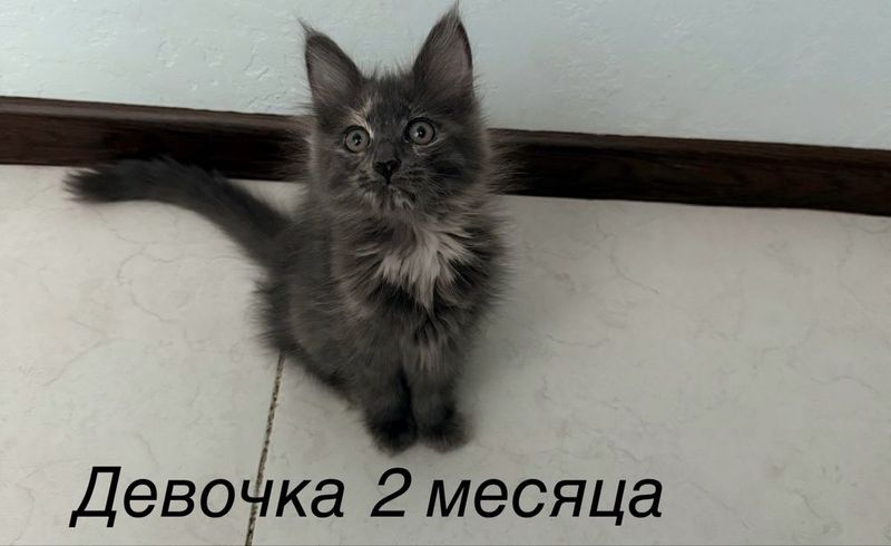 Продаются котята мейн куна и норвежской лесной Продаются котята мейн куна и норвежской лесной