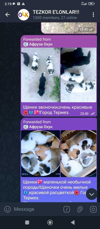 Собаки и щенки отдаются в ответственную семью Собаки и щенки отдаются в ответственную семью