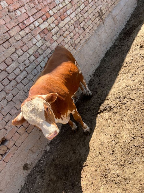 Qurbonlik uchun buqa mol Qurbonlik uchun buqa mol