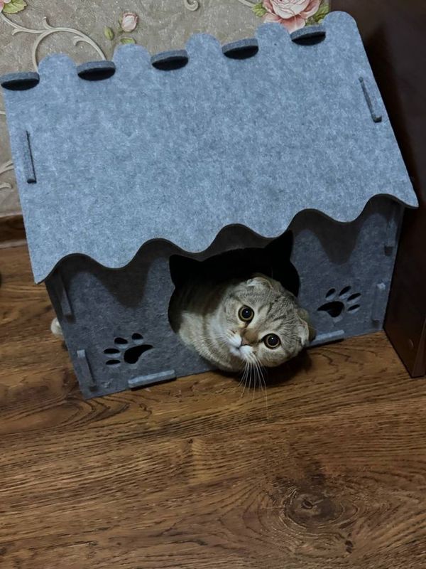 Кот на вязку шотланский вислоухий Кот на вязку шотланский вислоухий