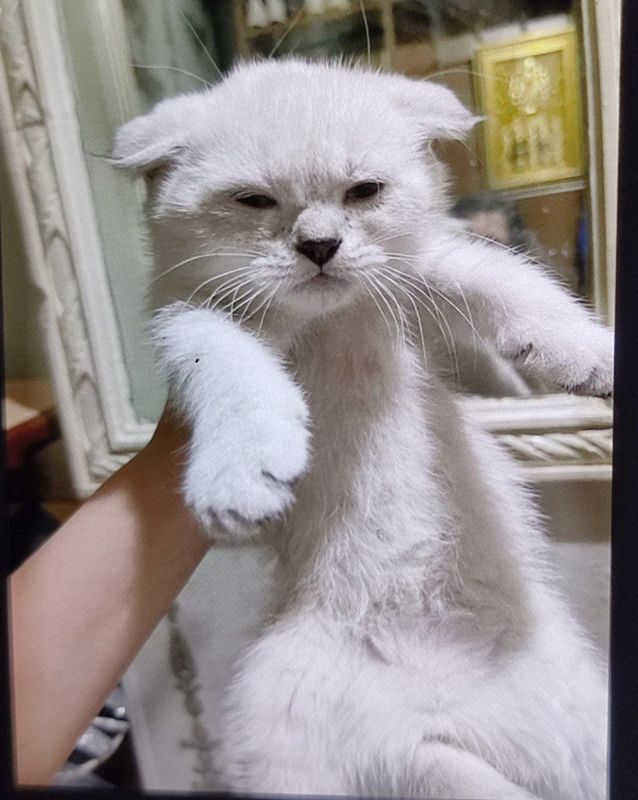 Продаются котята Продаются котята