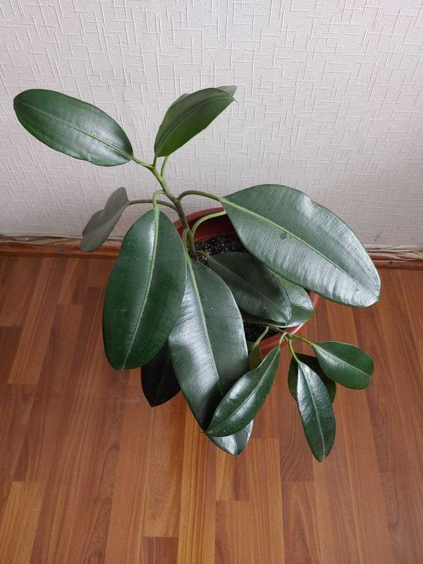 Продам фикус каучуконосный Продам фикус каучуконосный