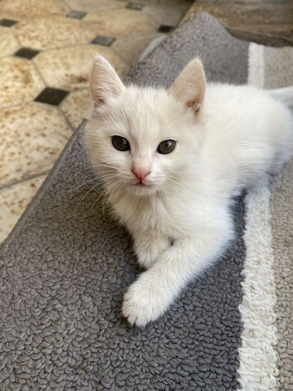 Turkiya Ankorasi Turkiya Ankorasi