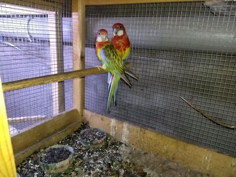 Assalomualekum Raziella par sotiladi 1 bolasi bilan Assalomualekum Raziella par sotiladi 1 bolasi bilan