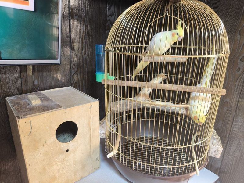 Продаются корелы Продаются корелы