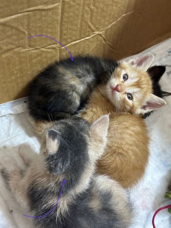 Котята в надежные руки Котята в надежные руки