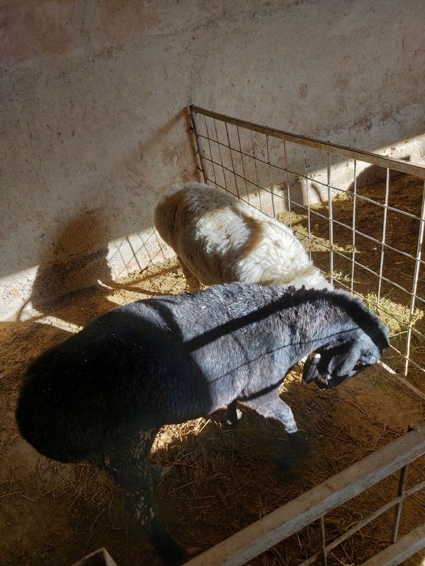 Qo'ylar sotiladi 2ta isori Qo'ylar sotiladi 2ta isori