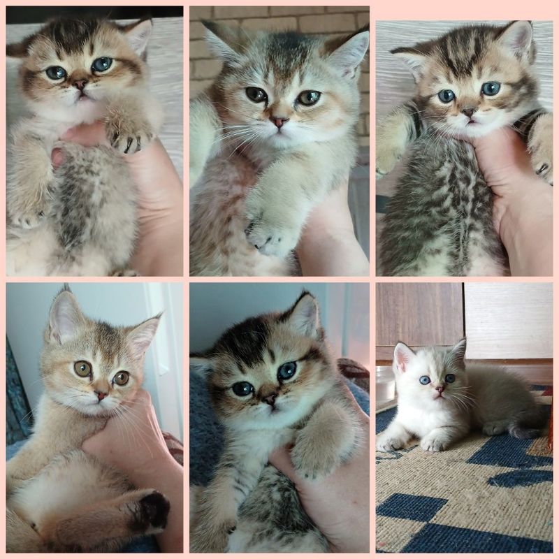 Продаю котят шиншил Продаю котят шиншил