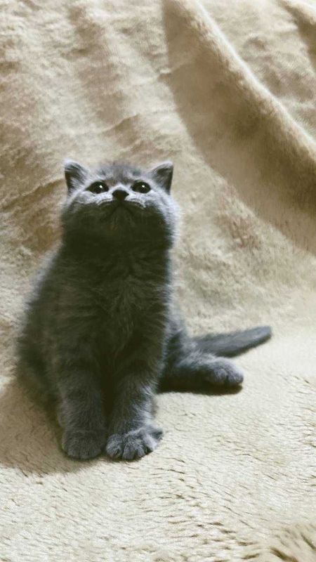 Шотландский фолд Шотландский фолд