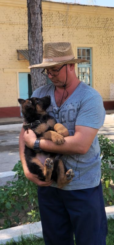 Щенки чистокровной длинношерстной немецкой овчарки.