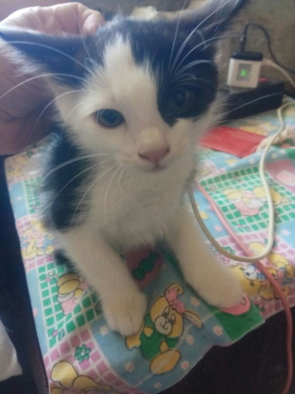 Отдам котенка в добрые руки