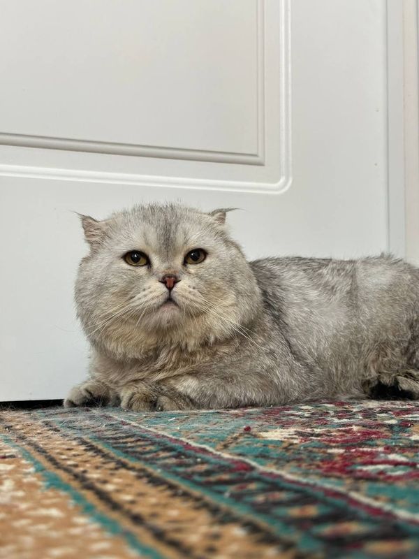 Scottish fold sotiladi. Scottish fold sotiladi.