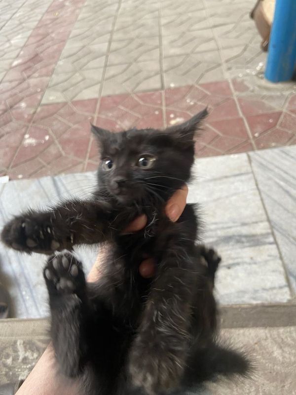 Mushuk qora tekin Mushuk qora tekin