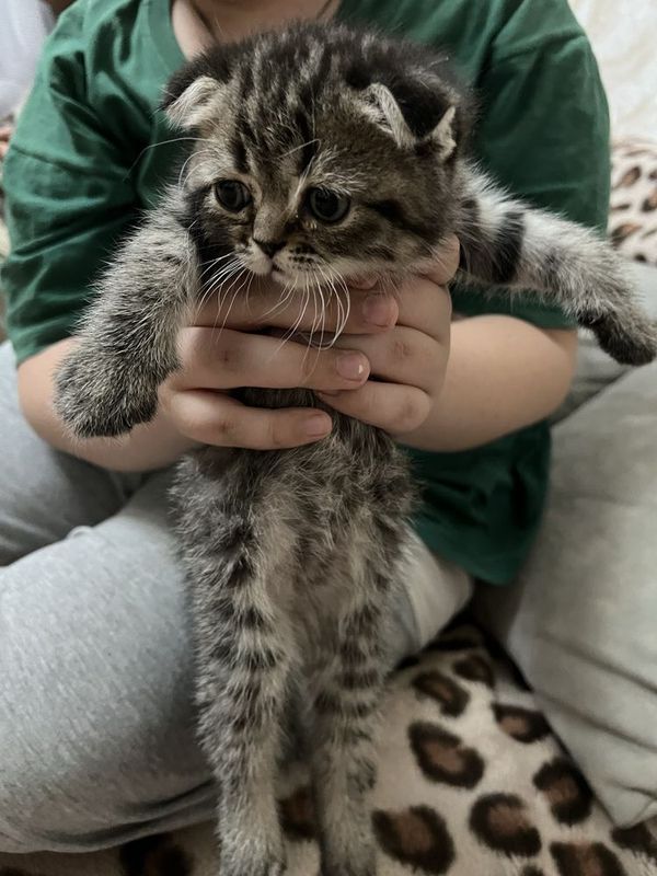 Продаю котят,один мальчик и три девочки,