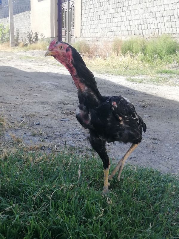 Dakan sotiladi 3 yillik pixi kesilgan Dakan sotiladi 3 yillik pixi kesilgan