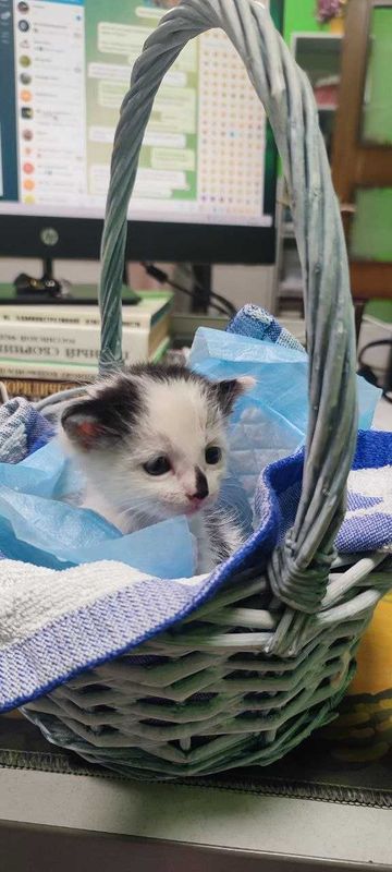 Котенок в добрые руки Котенок в добрые руки