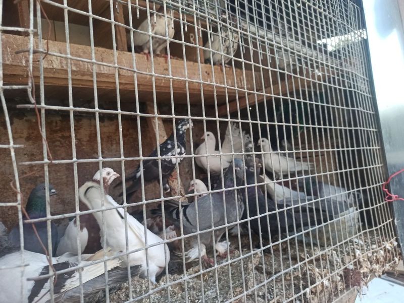 Kaptarlar bor qiziqanla Tel qvurila Kaptarlar bor qiziqanla Tel qvurila