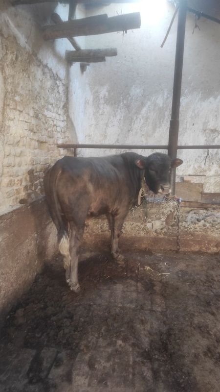 Buqa srochniy sotiladi kimga kerak bulsa olsin yeb ichiga garantiya Buqa srochniy sotiladi kimga kerak bulsa olsin yeb ichiga garantiya
