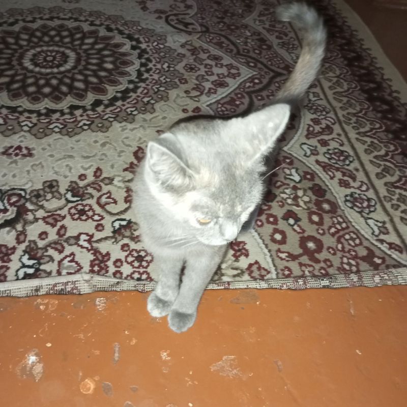 Mushuk sotiladi. Mushuk sotiladi.