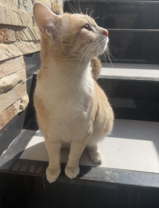 Кошка бежевая с котёнком рыжий Кошка бежевая с котёнком рыжий