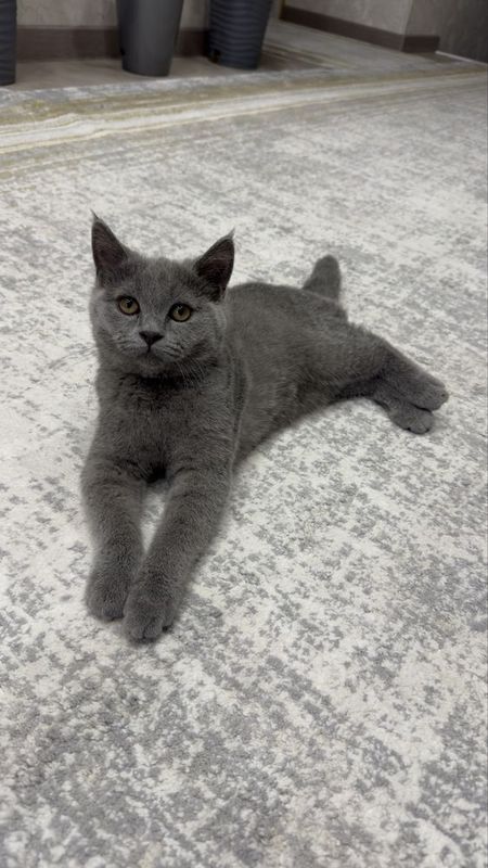 Продам котёнка Скотиш Страйт (Scotish Stright) Продам котёнка Скотиш Страйт (Scotish Stright)