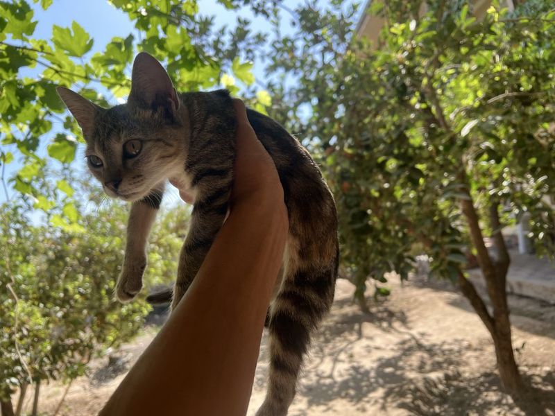 Бенгальская кошка Бенгальская кошка
