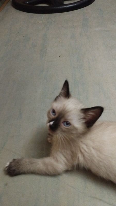 котята объявления