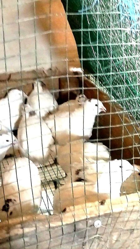 Бедана ок гиган сотилади 100 га якин 18 майда очирилган тухумга якинл Бедана ок гиган сотилади 100 га якин 18 майда очирилган тухумга якинл