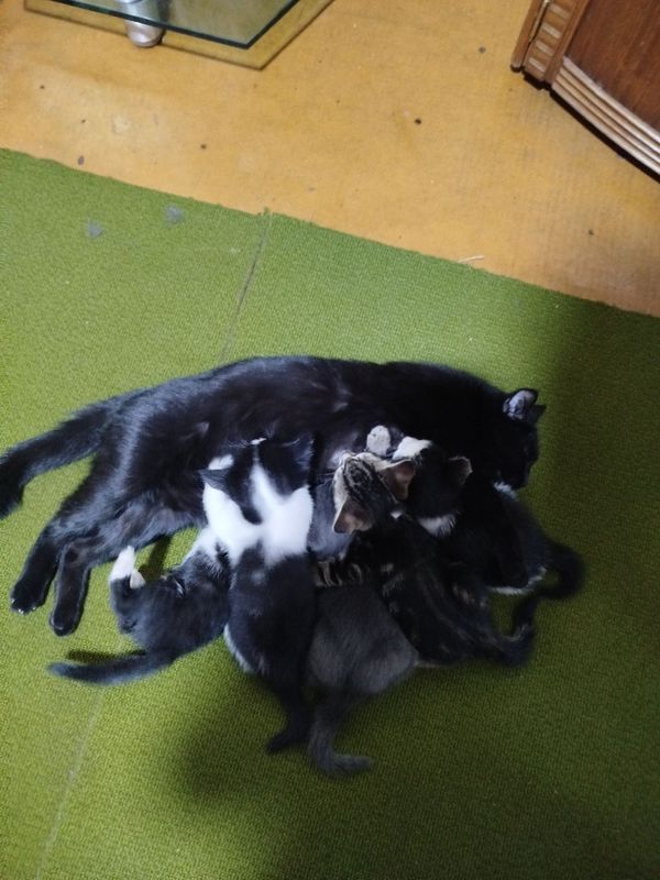 Отдам котят в добрые руки без возмездно .2х месячные пять котят.обычны Отдам котят в добрые руки без возмездно .2х месячные пять котят.обычны