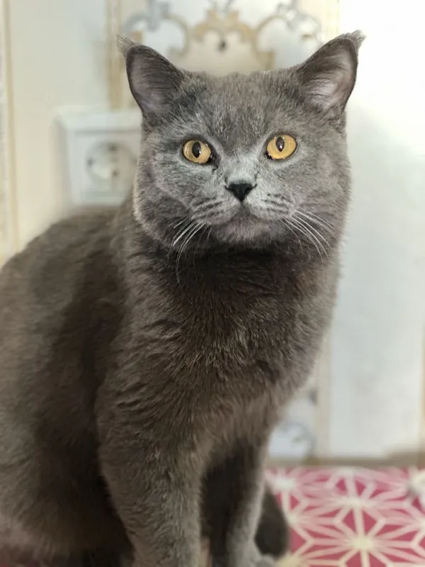 Zotli mushuk, britanksiy skotsh strayt