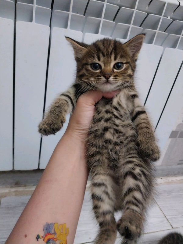 котята котята