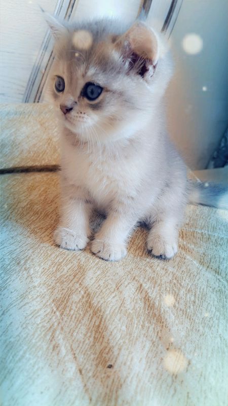 zottor Mushuk zottor Mushuk