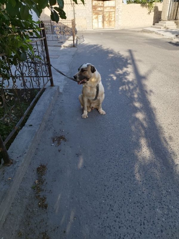 Алабай кучук, щенок алабай Алабай кучук, щенок алабай