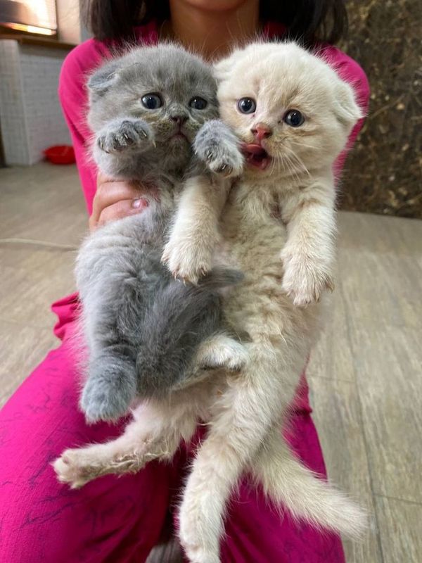 Котёнок четыре штук Котёнок четыре штук