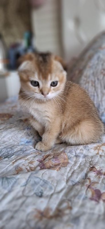 Ласковые котята от правильной вязки