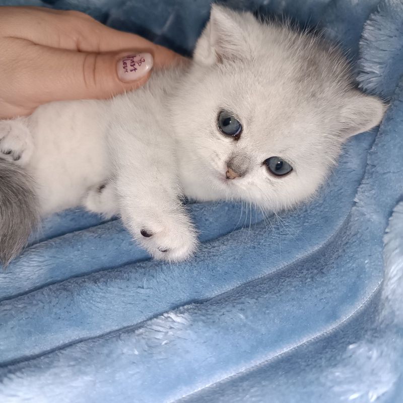 Продаются чистокровные шотландские котята девочки