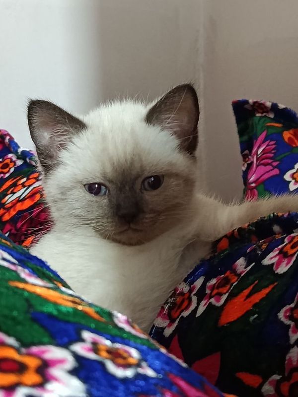 Британская кошка Британская кошка