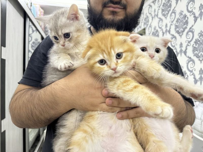 Котёнок золотистый scottish fold Котёнок золотистый scottish fold
