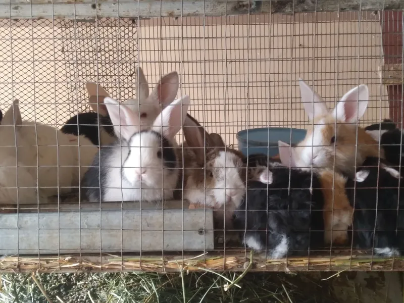 Куёнчалар тезда сотилади