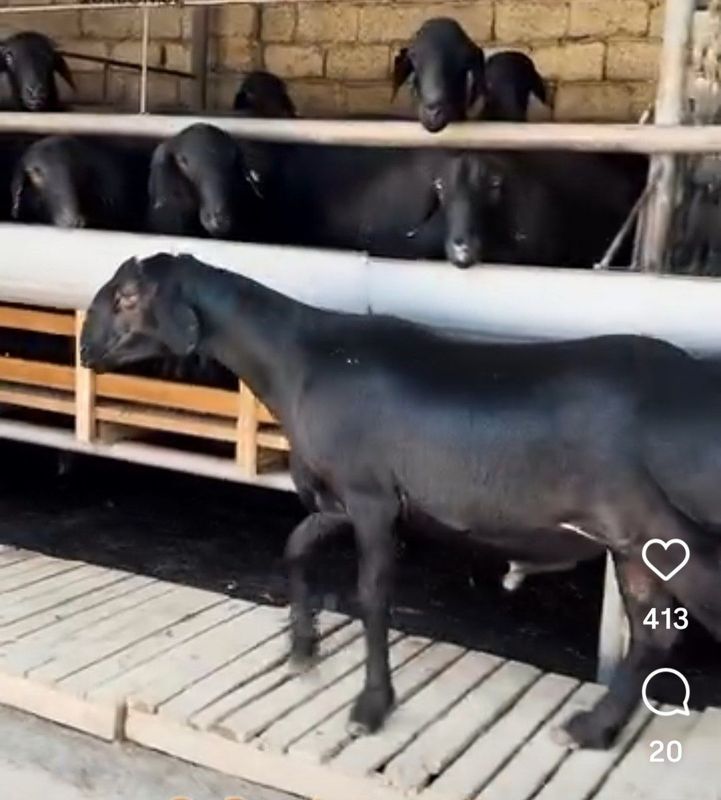 Qurbonlikka qo'chqor, uyda boqilgan halol Qurbonlikka qo'chqor, uyda boqilgan halol